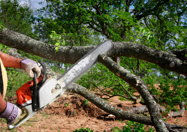 Tree and Shrub Care in Andalusia, AL